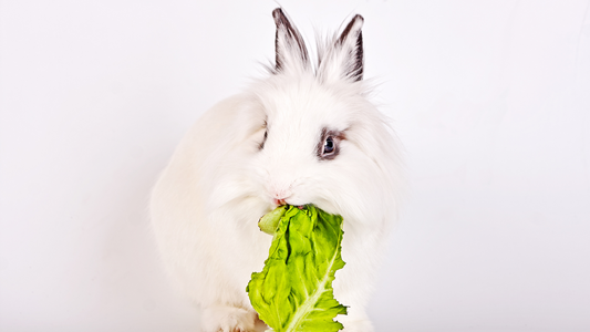Can Rabbits Eat Lettuce? Iceberg, Gem, Romaine & More