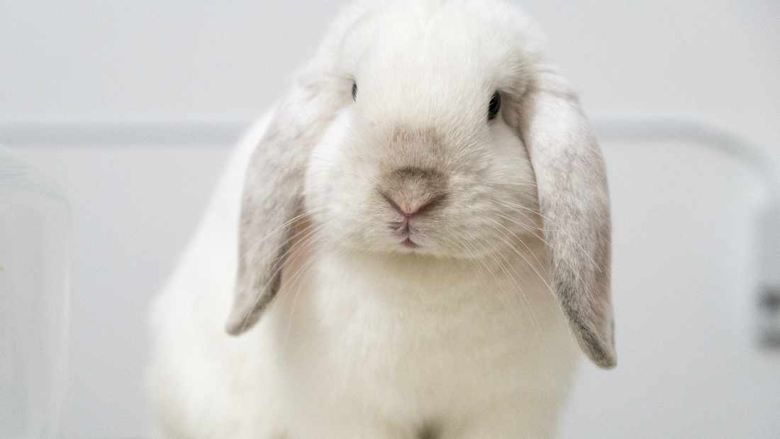 White rabbit with grey ears, sat facing towards the camera.