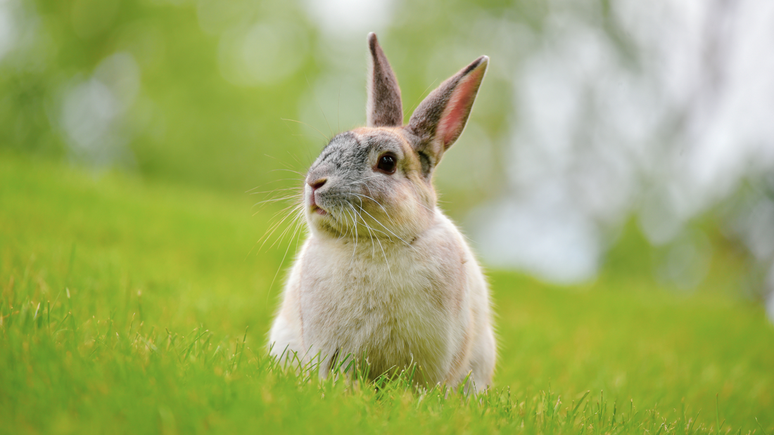 Can Rabbits Eat Onions? | HayDay HQ