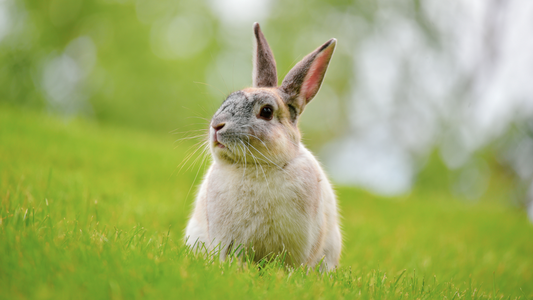 Can Rabbits Eat Onions? | HayDay HQ