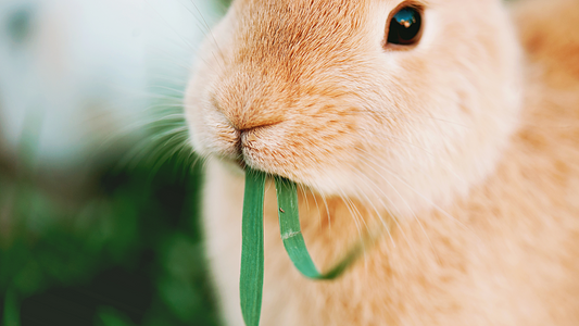 Can Rabbits Eat Rocket? | HayDay HQ
