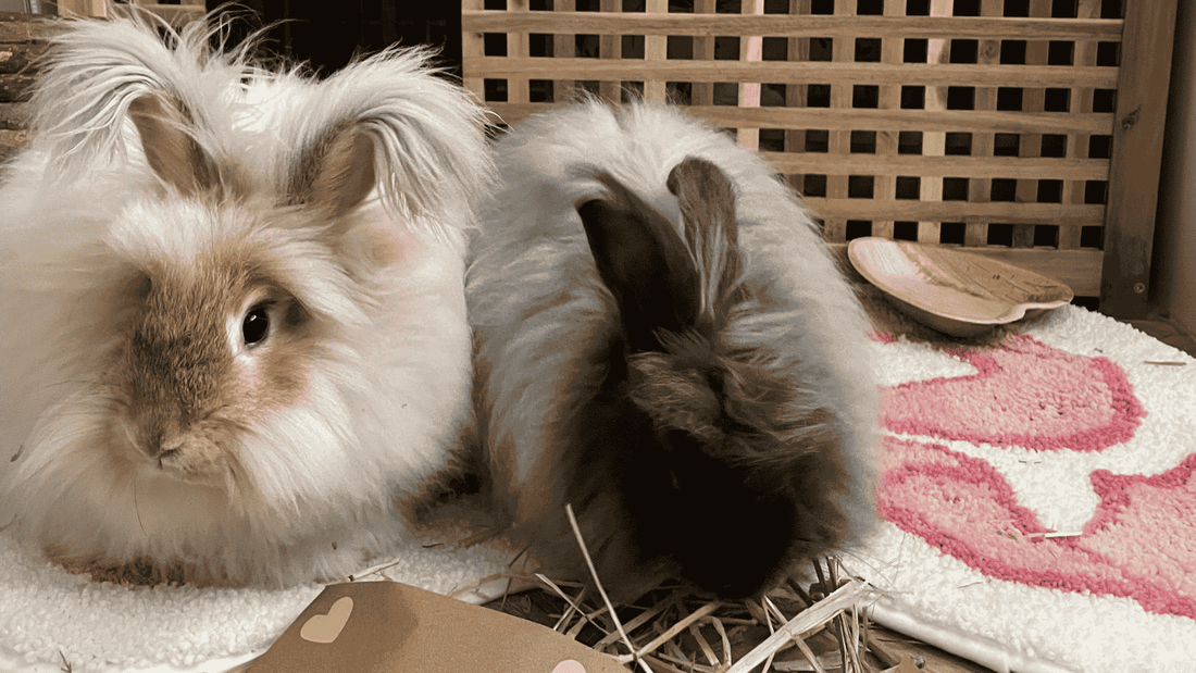 Two rabbits sat looking towards the camera. A white and brown coloured rabbit (positioned left) and a grey and black rabbit (positioned right).