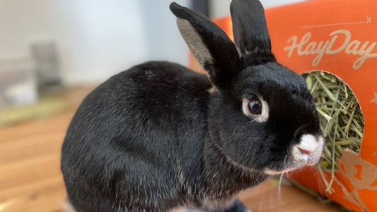 Can Rabbits Eat Tomato?
