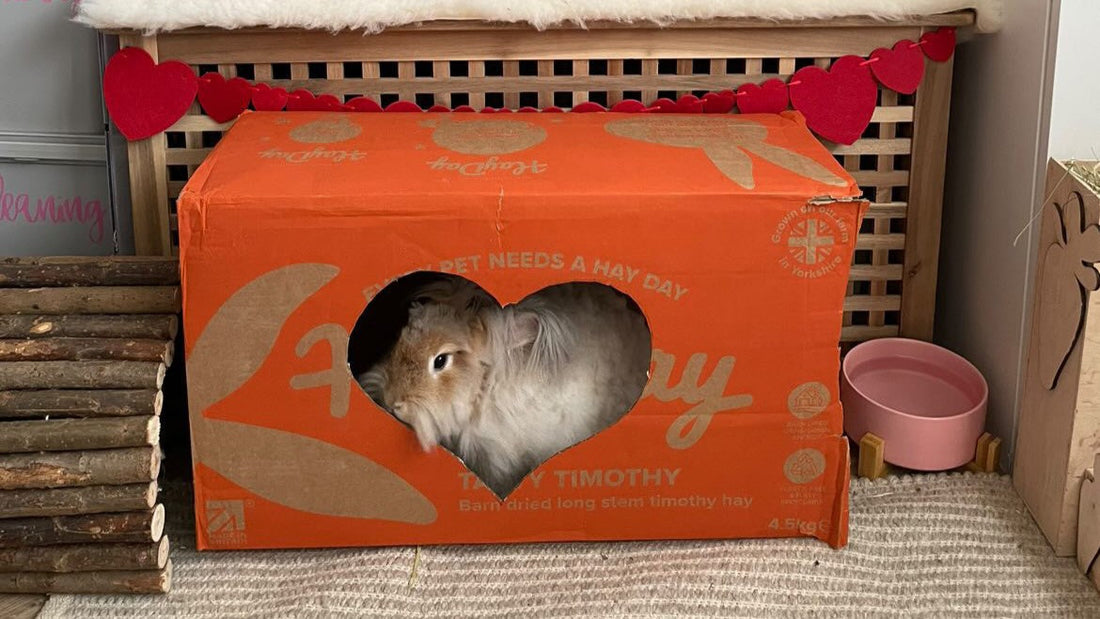 A white rabbit inside of an orange HayDay box.