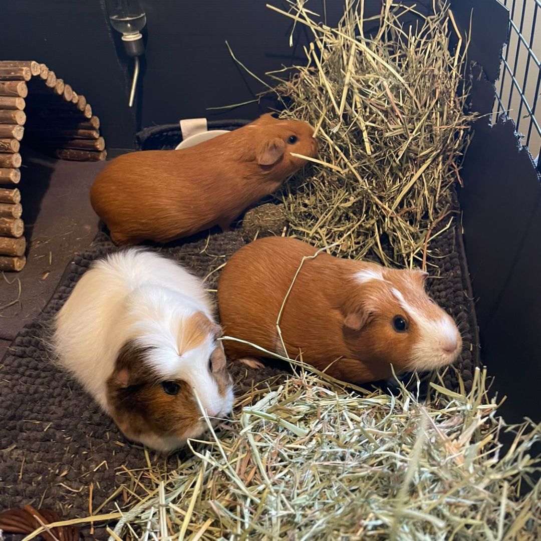 Essential Enrichment Ideas for Guinea Pigs at Home