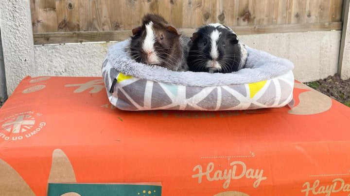 Two guinea pigs sat on top of a box of Tasty Timothy.