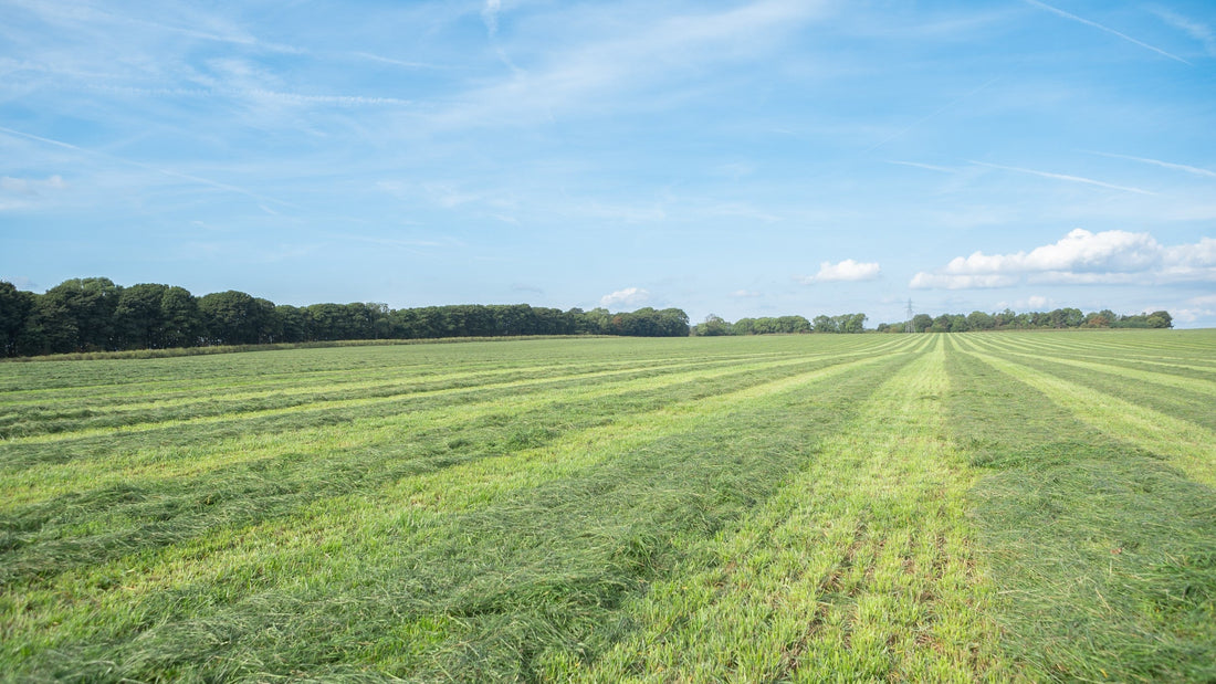 The Benefits of Feeding Long Stem Hay to Rabbits and other Small Animals