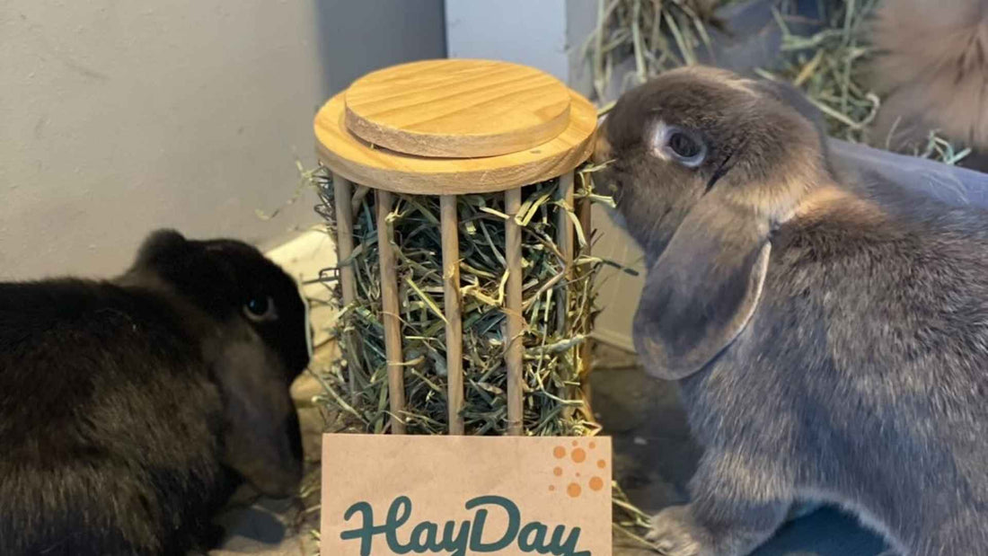 Two rabbits (one black, one grey - L to R) eating hay from a hay roller.