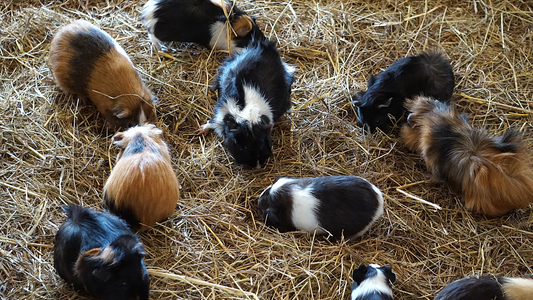 The Best Guinea Pig Bedding | HayDay HQ