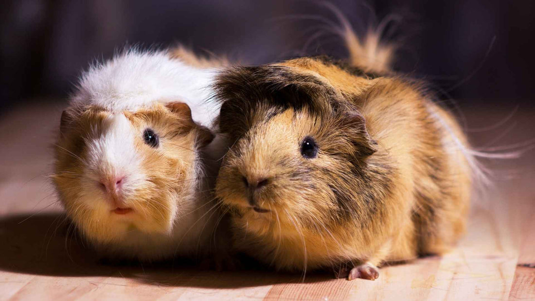 Meaning of Guinea Pig Noises, Wheeks, Chutting & Rumbling