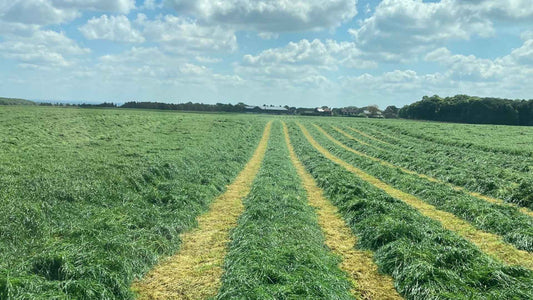 Hay Vs Straw: What is The Difference?