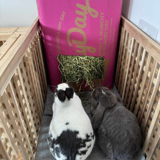 How to Litter Train a Rabbit - Best Tips For Quick Results