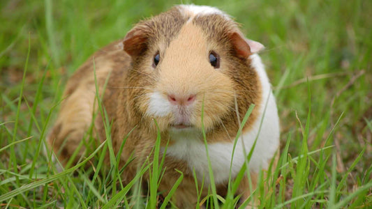 How Long Do Guinea Pigs Live | HayDay HQ