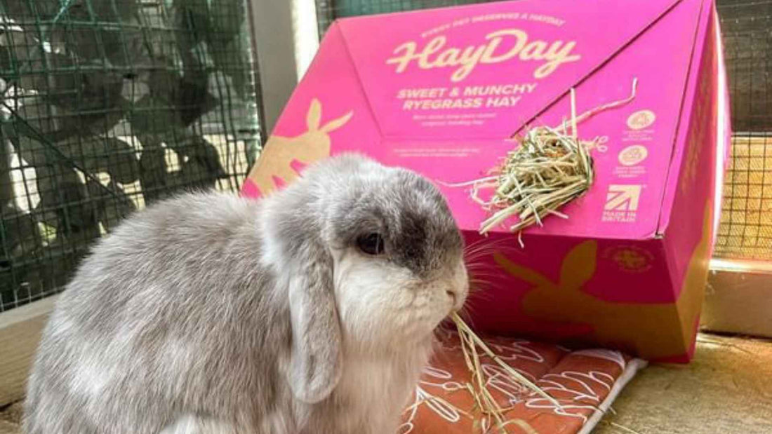 How to Look After Rabbits: Tips & Advice For the Best Rabbit Care