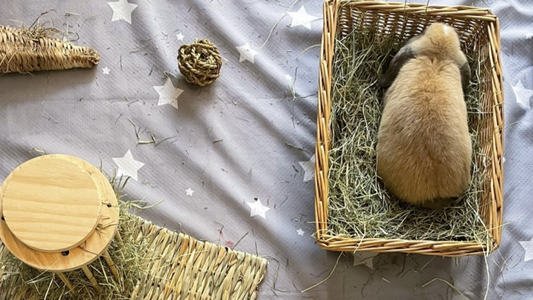 Rabbit in a forage box. Hay around in enrichment toys.