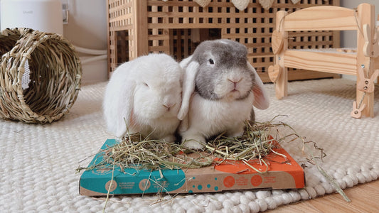 Two rabbits eating hay from a HayDay Taster Pack