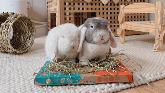 Two rabbits eating hay from a HayDay Taster Pack