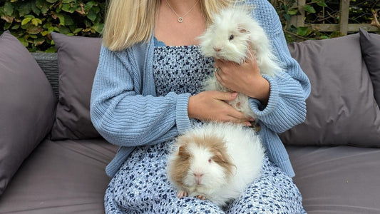 Information on Small Animal Boarding. Featuring Piglet and Percy, two guinea pigs.