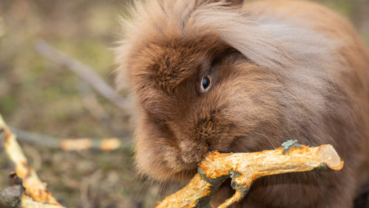 Chocolate, long haired rabbit chewing on a twig outside.