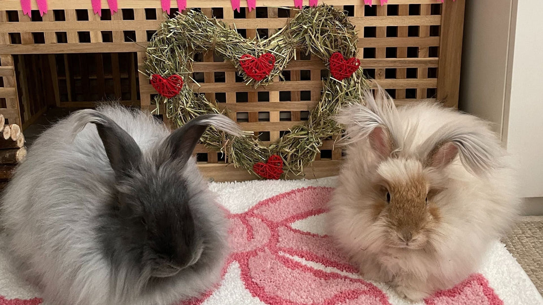 Hay Enrichment Ideas for Rabbits & How To Make Rabbit Toys At Home