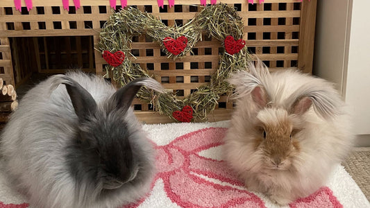 Hay Enrichment Ideas for Rabbits & How To Make Rabbit Toys At Home
