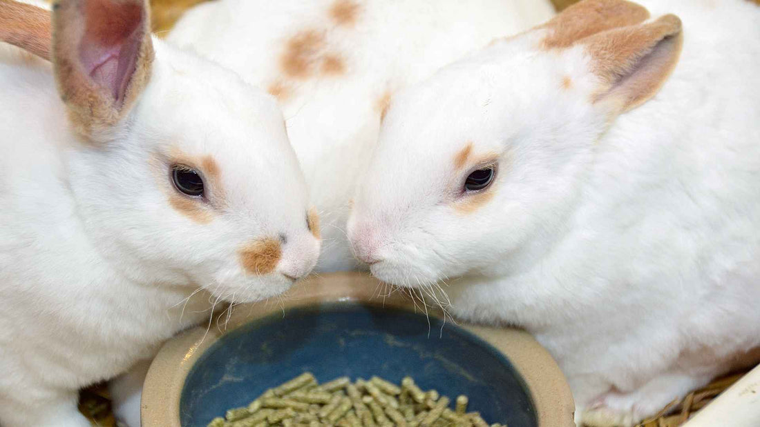 Three white rabbits, with brown spots, eating rabbit pellets