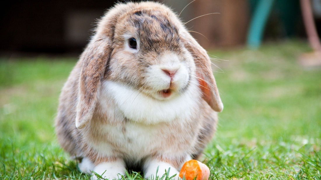 An image of a tortoise-coloured rabbit sat low with a carrot next to its paws.