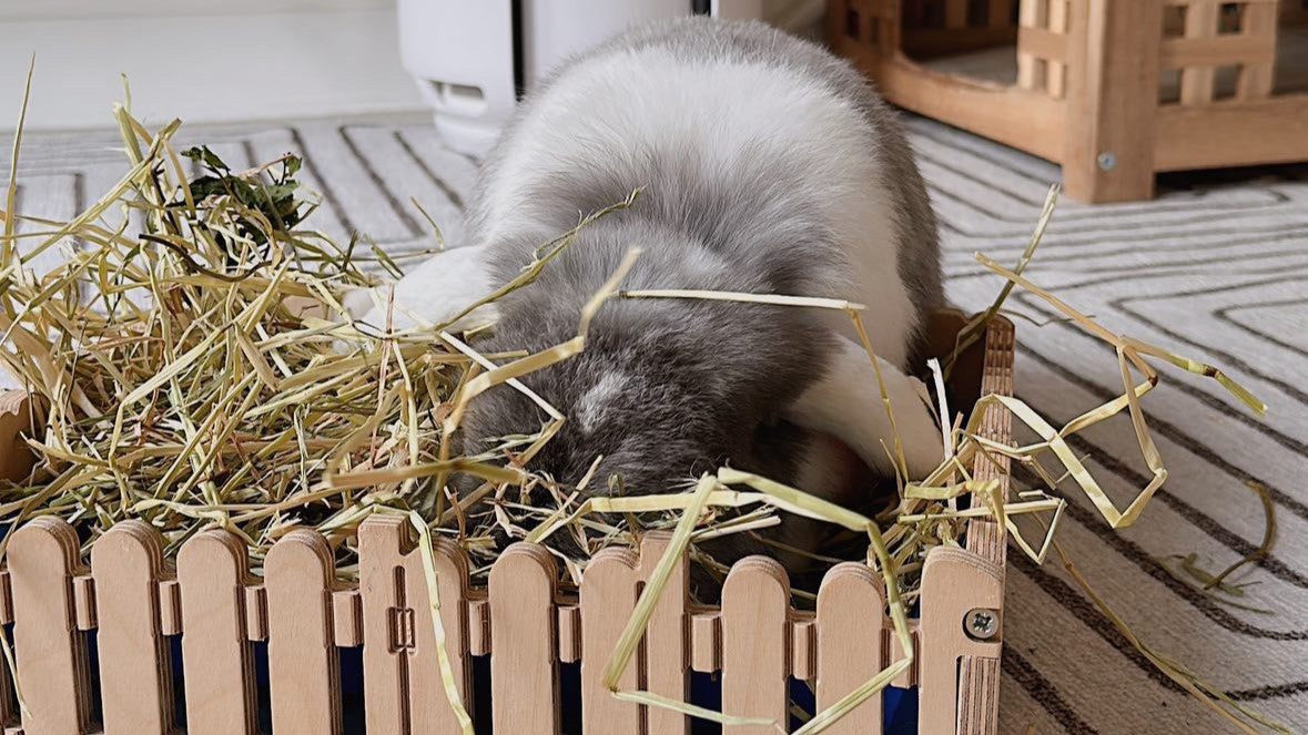 Toxic food for fashion rabbits