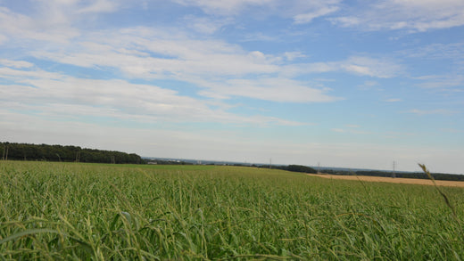 Ryegrass Hay, in the Yorkshire countryside