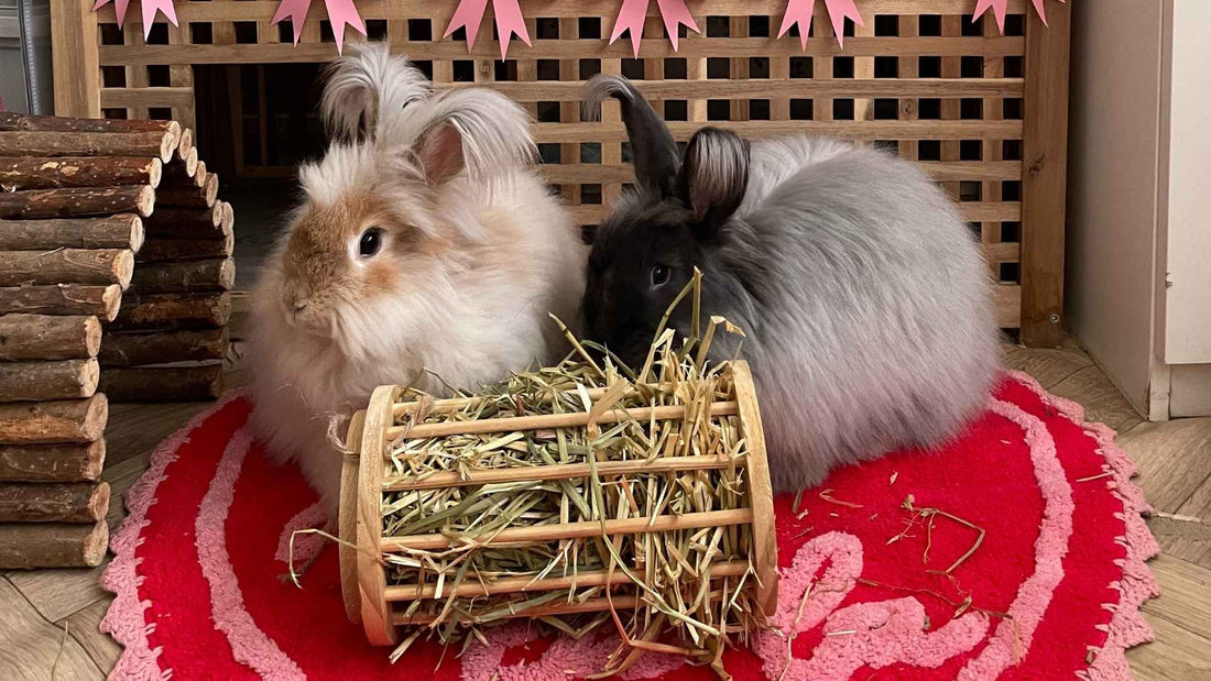 How Much Does It Cost to Own A Rabbit?