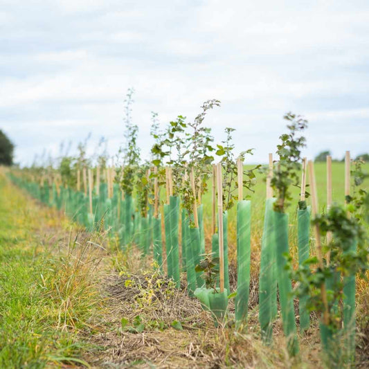 Sustainable Farming at HayDay: Why It’s Important on our Yorkshire Farm