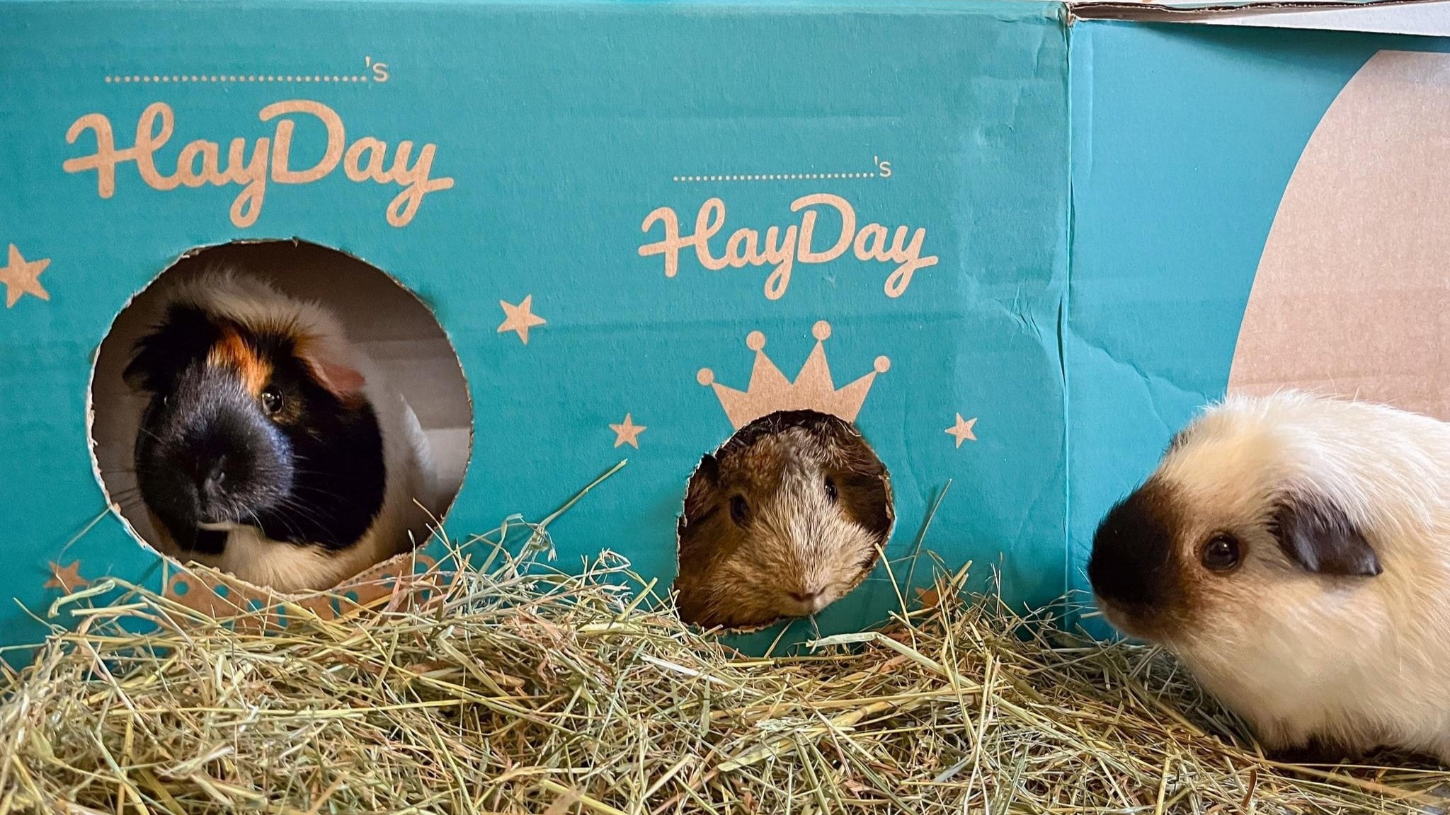 How much hay does a guinea pig need best sale