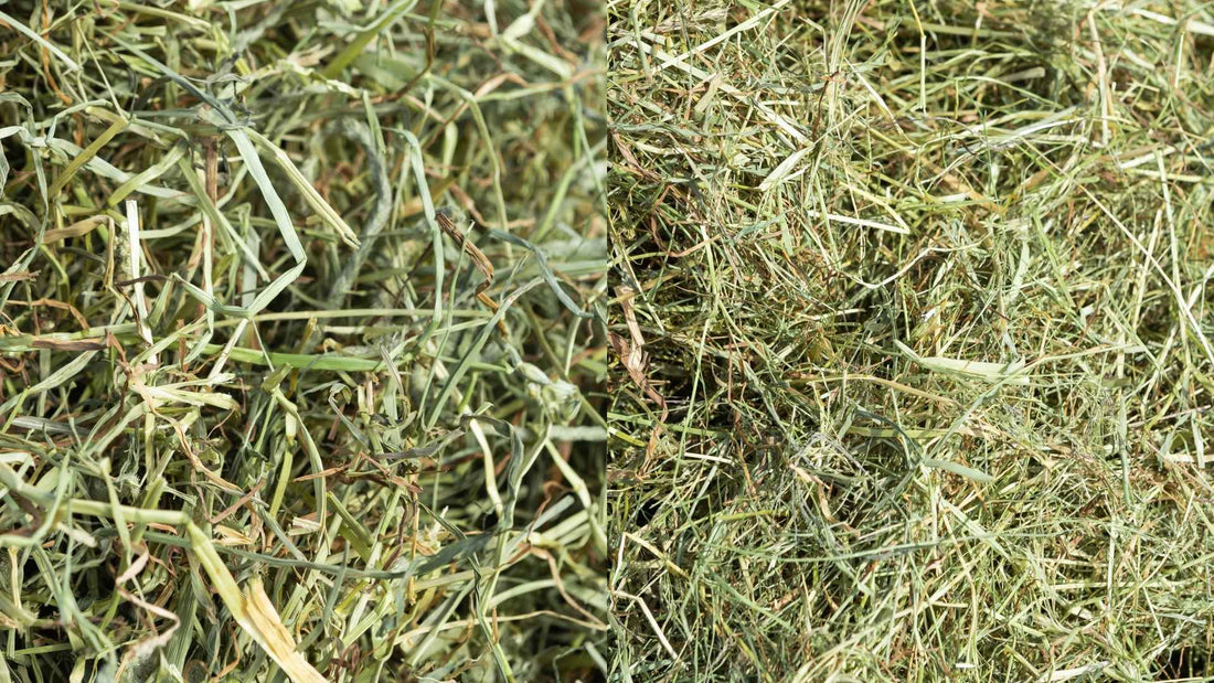 What's The Difference Between Timothy Hay vs Meadow Hay?