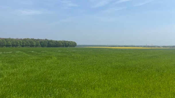 Timothy Hay vs Ryegrass Hay