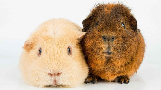 Two guinea pigs sat side by side. Left: light-coloured guinea pig laid flat. Right: Chesnut coloured guinea pig, stood on it's paws.