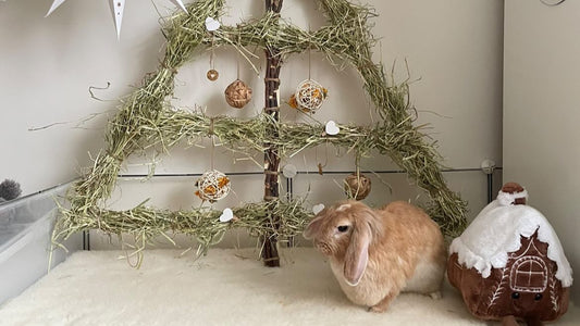 Christmas Gift Guide for Small Pets: Six Things Your Small Animal Will Love