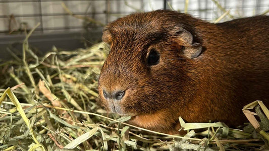 A brown-coloured guinea pig sat on a pile of green, timothy hay