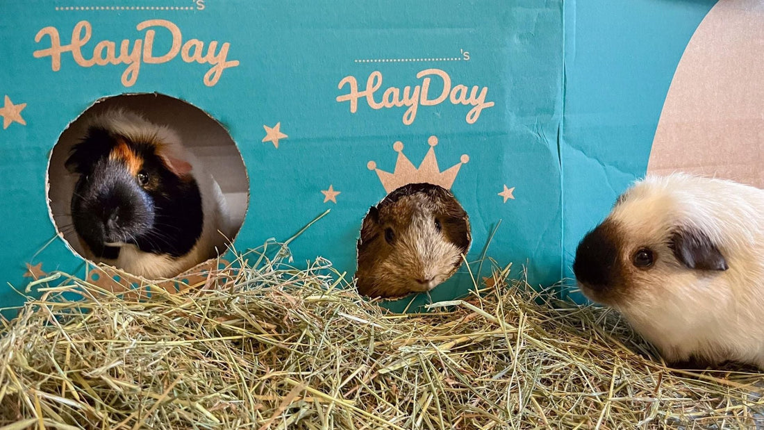 Three guinea pigs sat within a bright, green 'HayDay' branded, cardboard box. Complemented with fresh bedding hay.