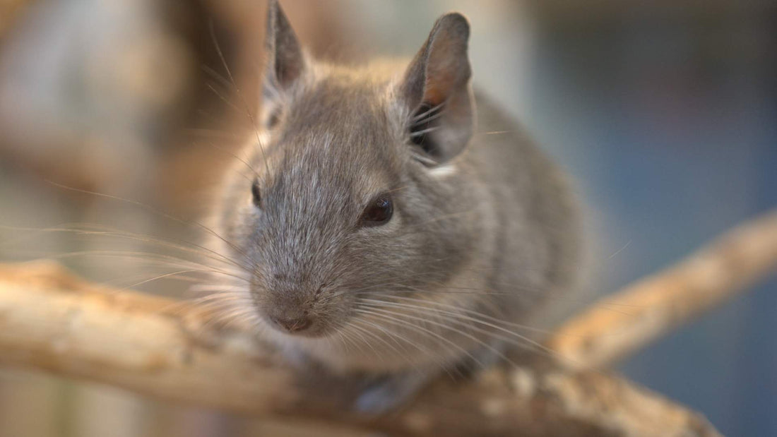 What Do Chinchillas Eat? Foods for a Healthy Chinchilla Diet