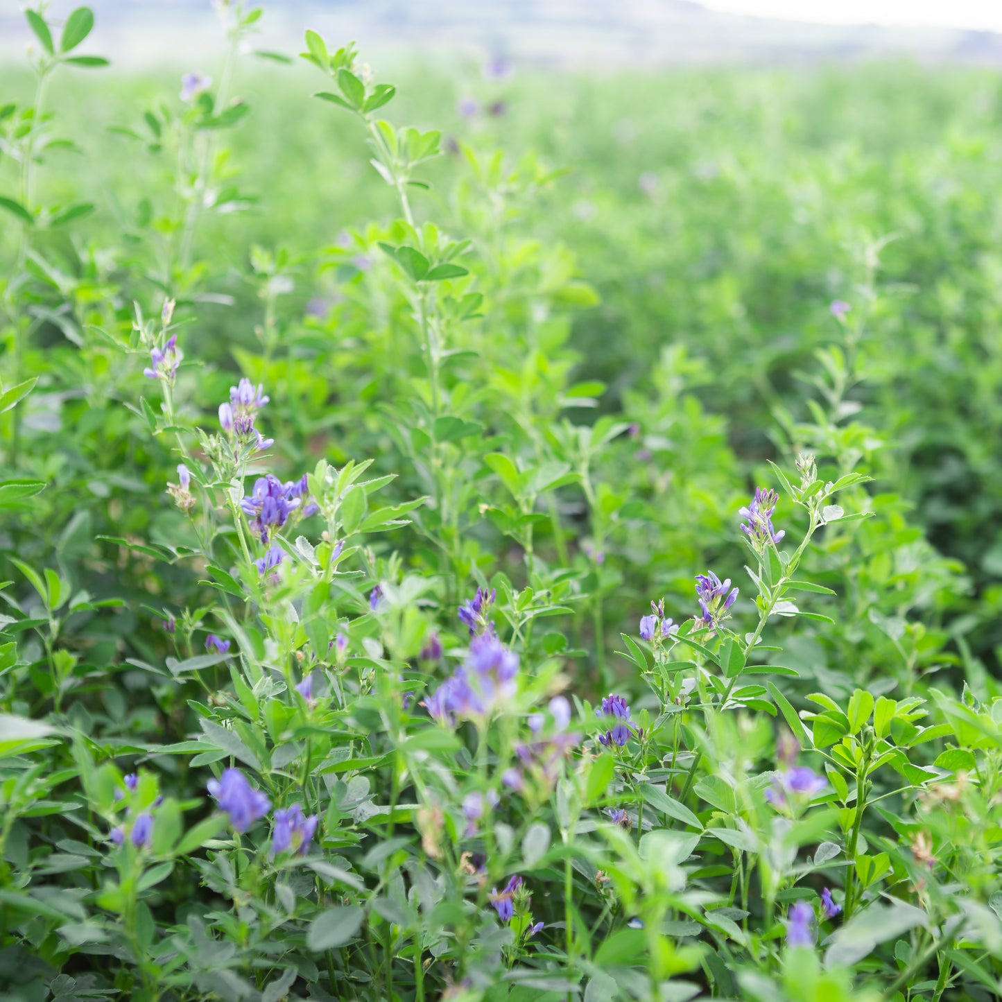 Alfalfa Hay: Growing in the Yorkshire countryside