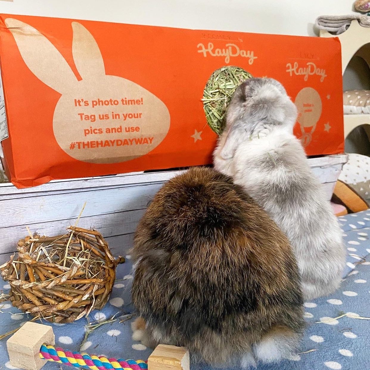 Two Rabbits (@TheLoveyBunnies) with their Tasty Timothy Hay Box