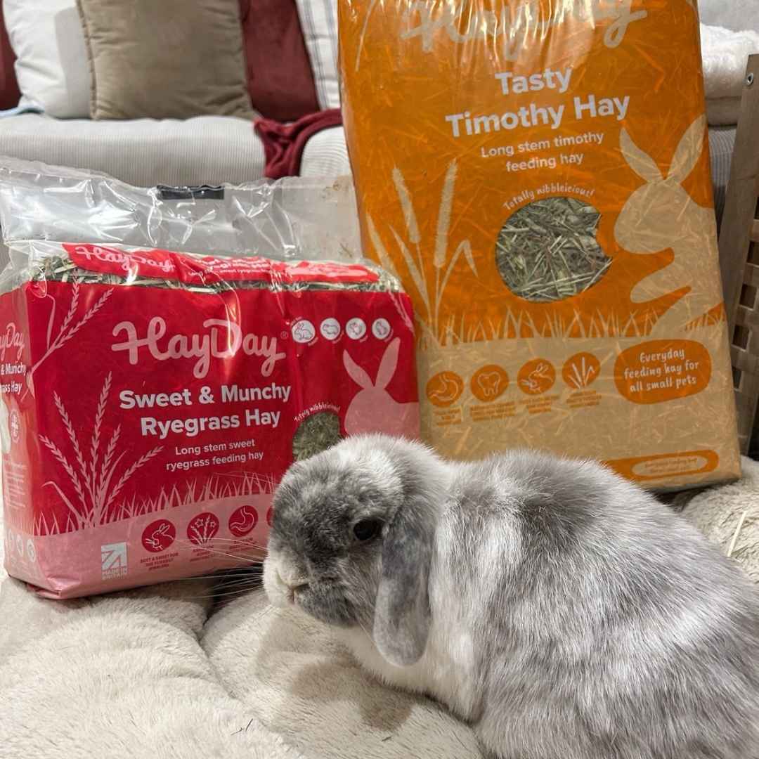 One grey and white coloured rabbit, alongside HayDay Tasty Timothy and Sweet & Munchy Ryegrass.