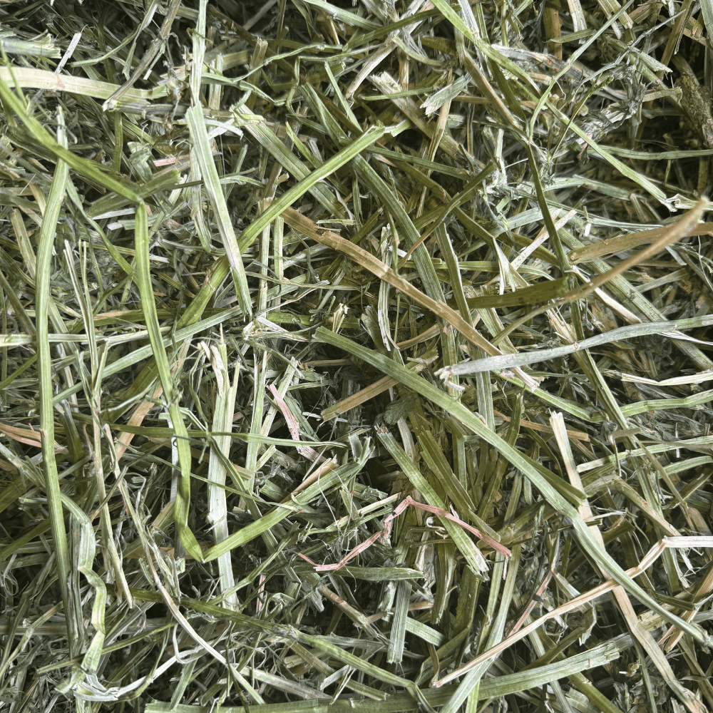 Close-up of HayDay's Alfalfa Hay.