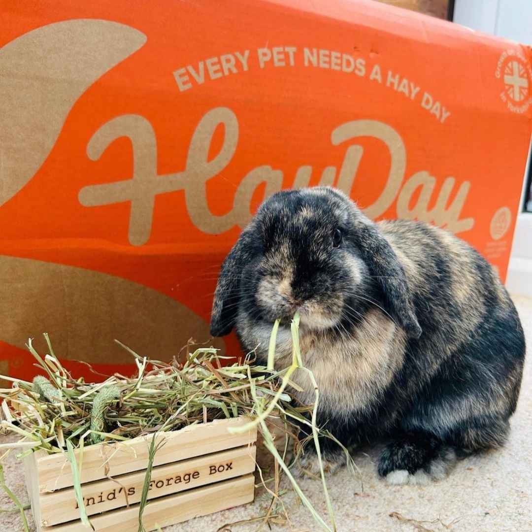 Rabbit with an orange, Tasty Timothy Hay Box in the background - HayDay HQ