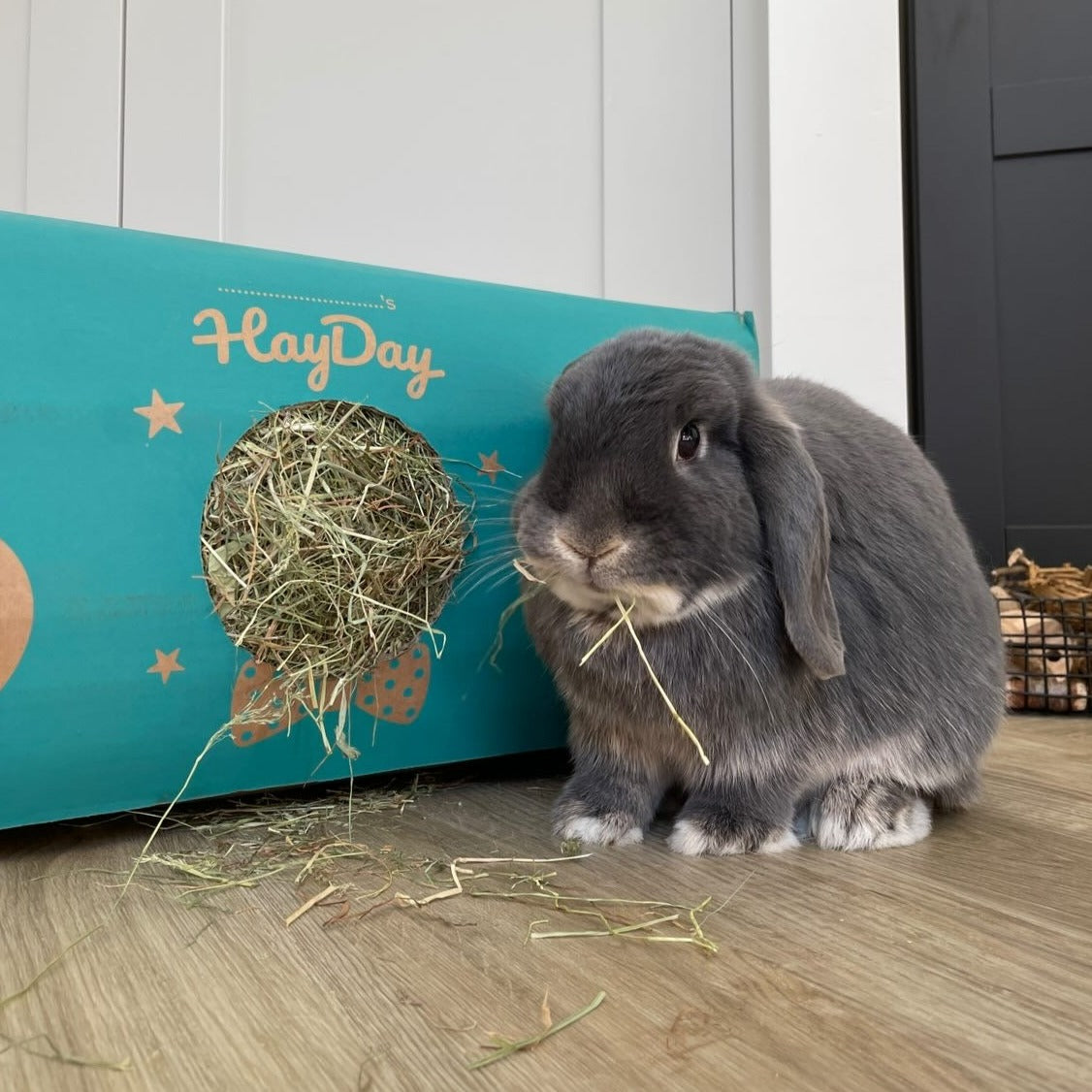 Meadow hay shop for rabbits