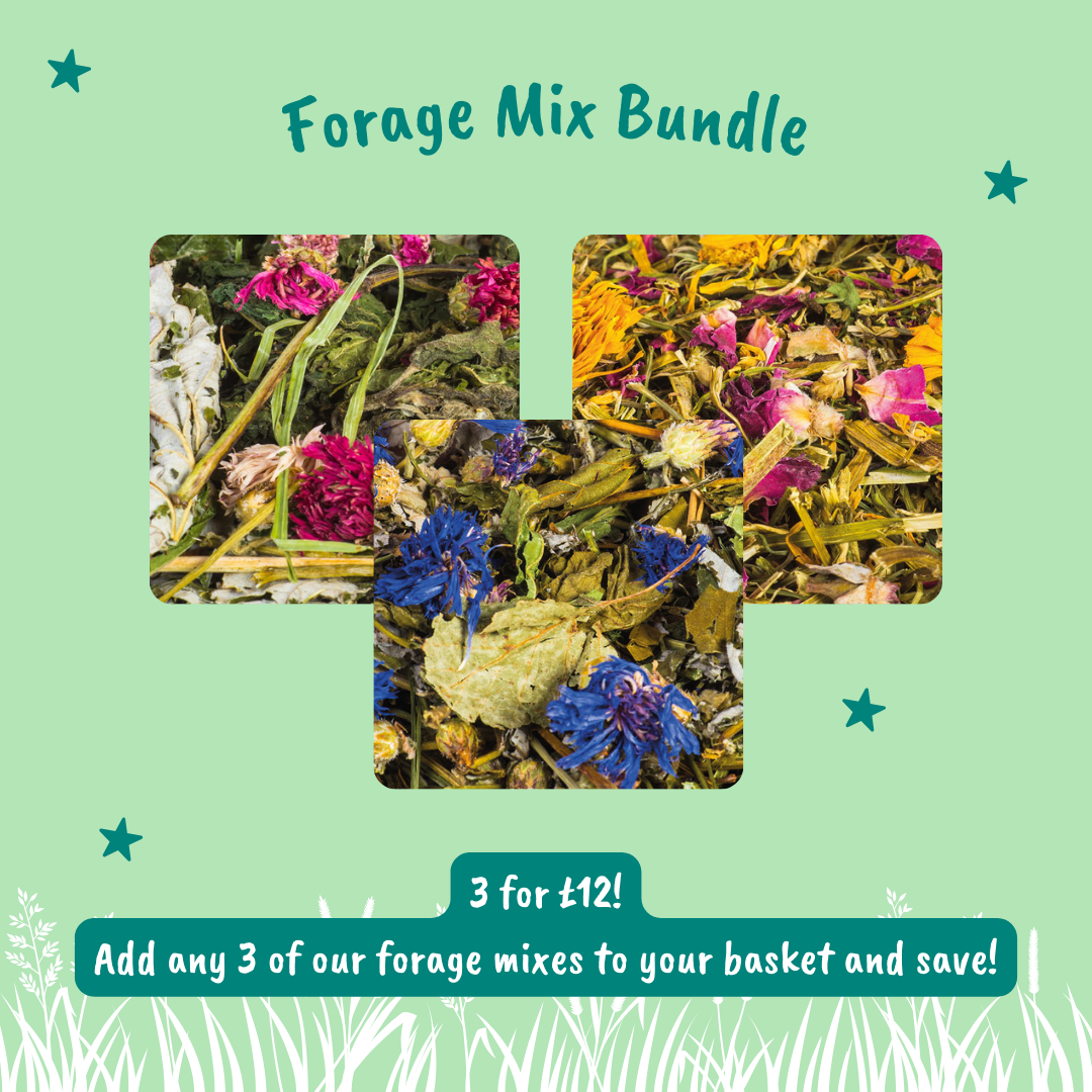 Forage Mix Bundles | Small Pet Forage | HayDay