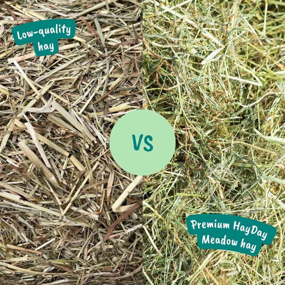 Comparison between low-quality hay on the left and premium HayDay meadow hay on the right.