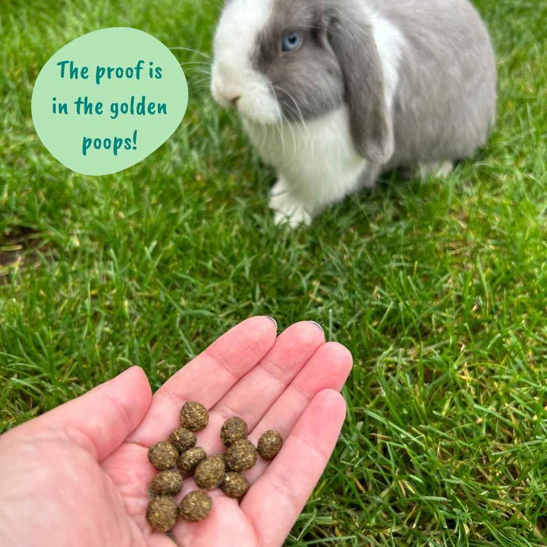 Hand holding golden rabbit poops with a rabbit in the background on grass. The proof is in the golden poops!