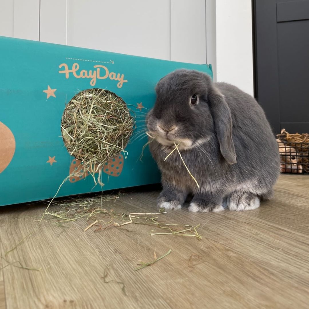 Moreish Meadow Hay 4.5kg - HayDay HQ