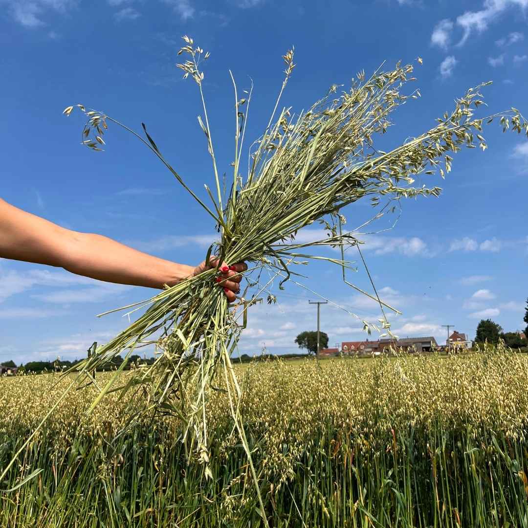 Oat Hay grown in the Yorkshire countryside - HayDay HQ